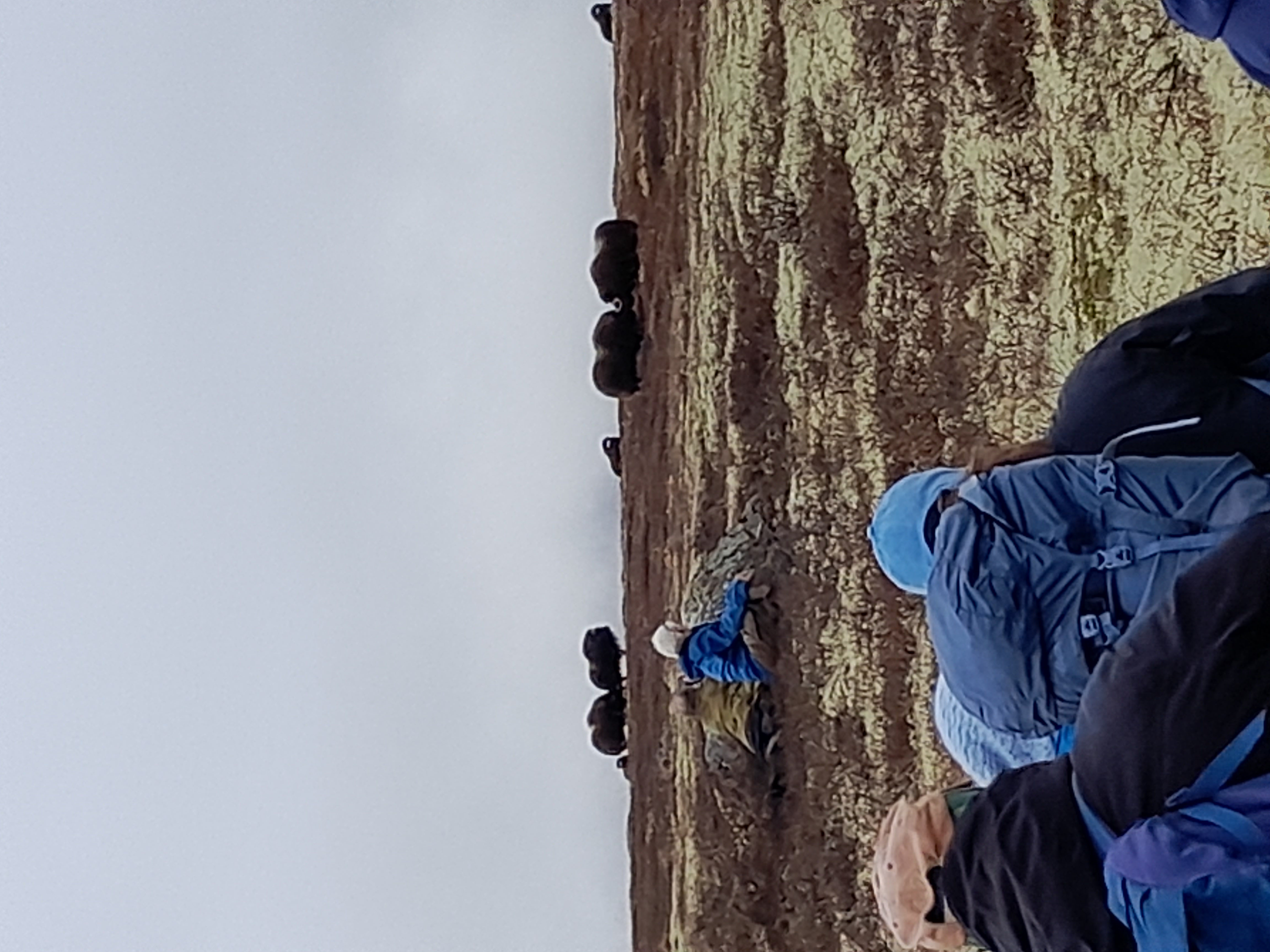 Artikkelbilde til artikkelen Moskussafari  19.-21. september